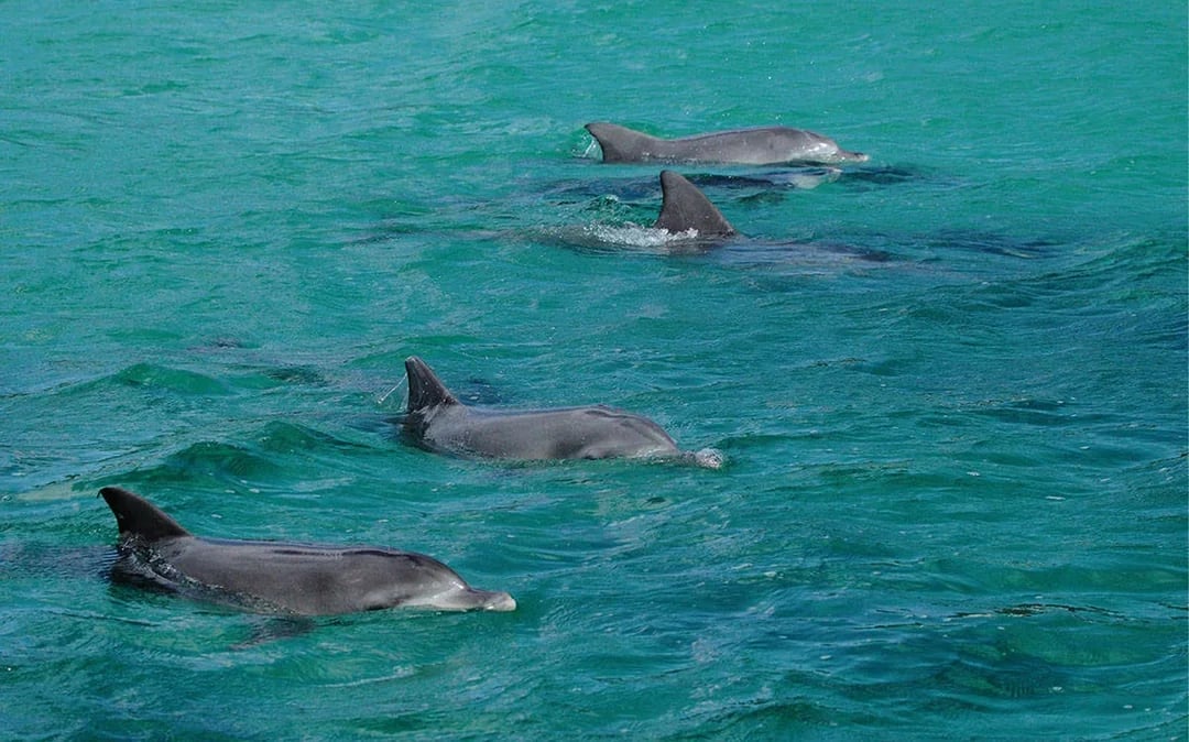 Jervis Bay Dolphin Watching Cruise Image 5