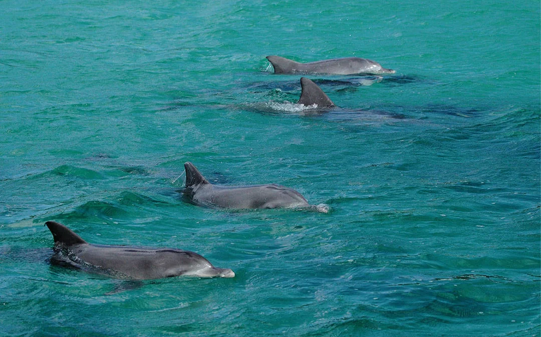 Jervis Bay Dolphin Watching Cruise Image 5
