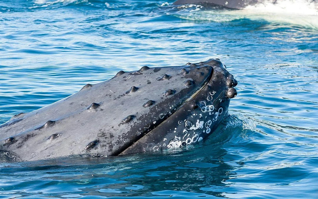 Jervis Bay Wild Whale Watching Cruise Image 4