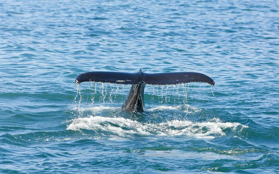 Jervis Bay Wild Whale Watching Cruise Image 5