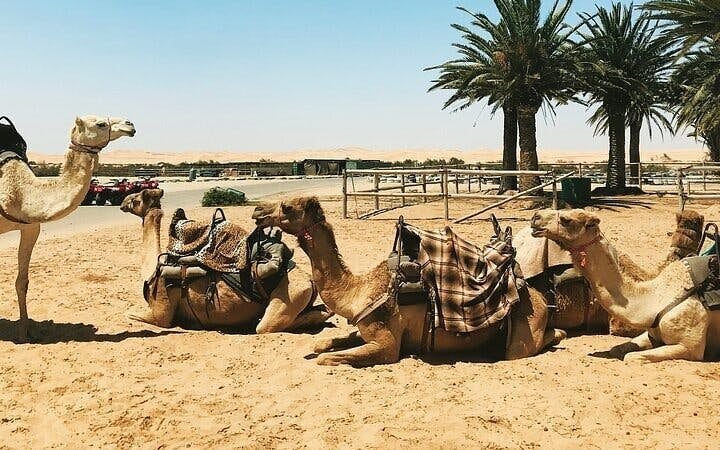 Journey Through the Palmeraie, Camel Ride & Transfer - Marrakesh Image 9