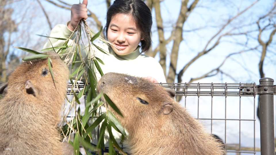 [JPY100 OFF for Advance Purchase] Aso Cuddly Dominion Admission Ticket in Kumamoto | Japan