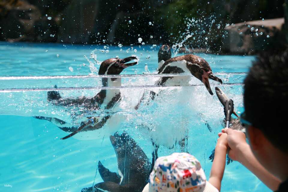 [JPY100 OFF for Advance Purchase] Aso Cuddly Dominion Admission Ticket in Kumamoto | Japan