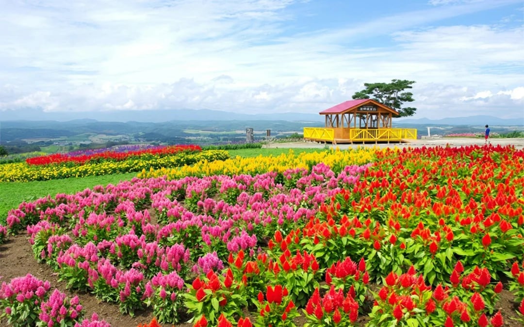 JR Hokkaido Sapporo-Furano Area Pass Image 5