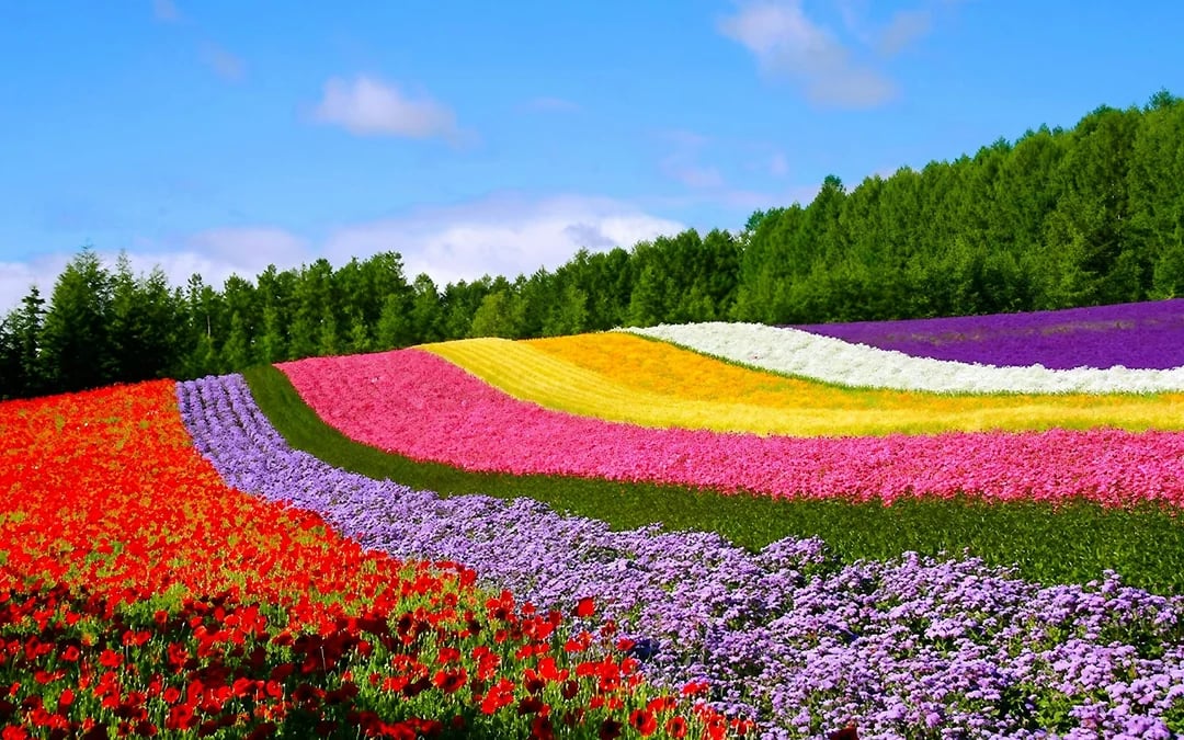 JR Hokkaido Sapporo-Furano Area Pass Image 7