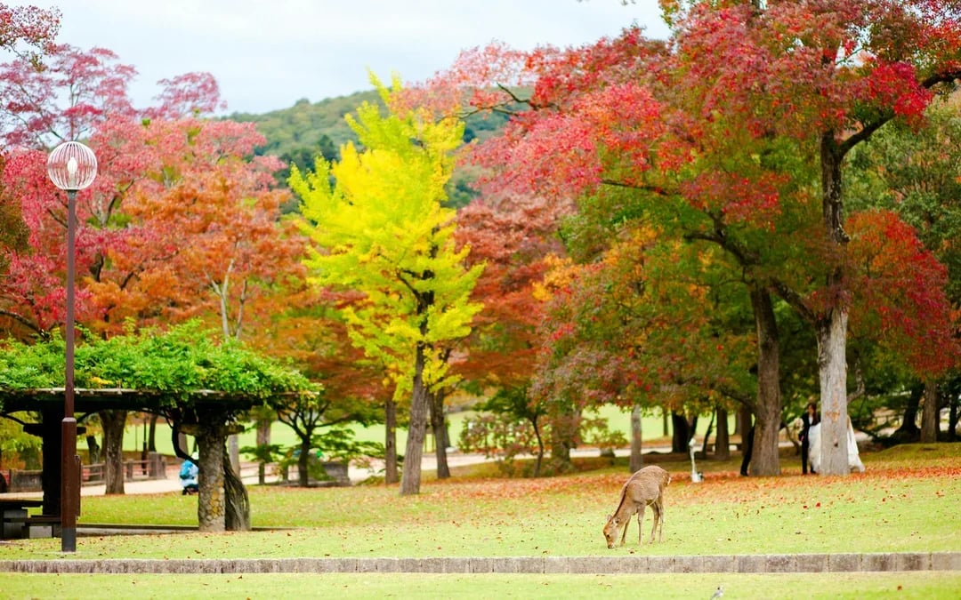 JR Kansai Mini Pass: 3-Day Unlimited Travel across Osaka, Kyoto, Nara & Kobe Image 6