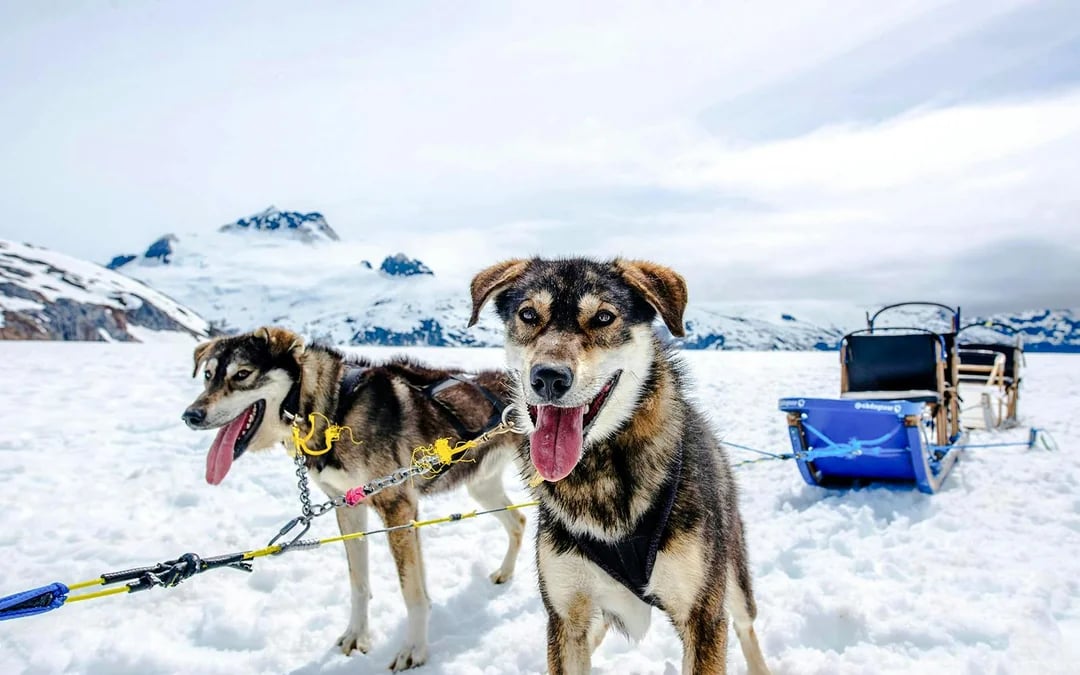Juneau Helicopter Tour with Glacier Landing & Dog Sledding on Herbert Glacier Image 2