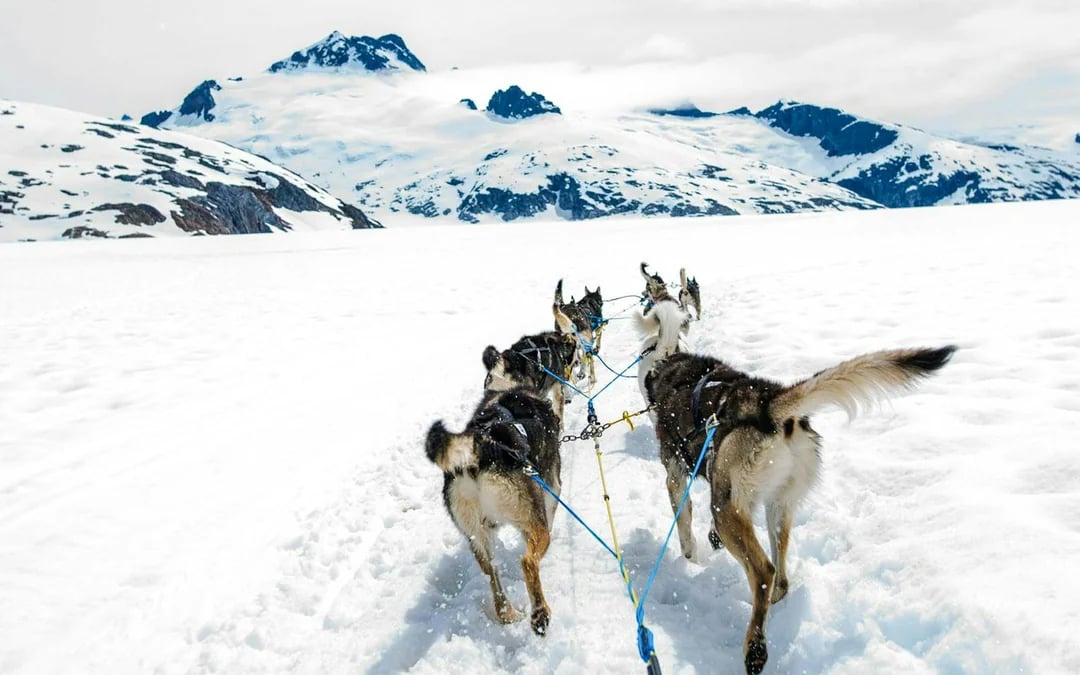 Juneau Helicopter Tour with Glacier Landing & Dog Sledding on Herbert Glacier Image 7