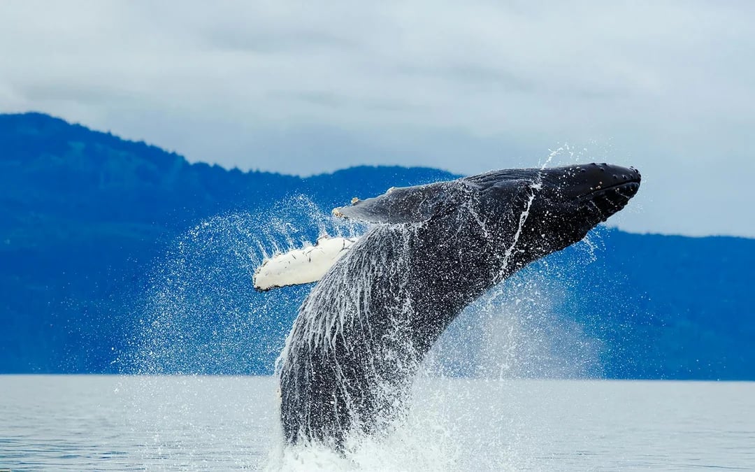 Juneau Jet Boat Whale Watching Tour Image 1