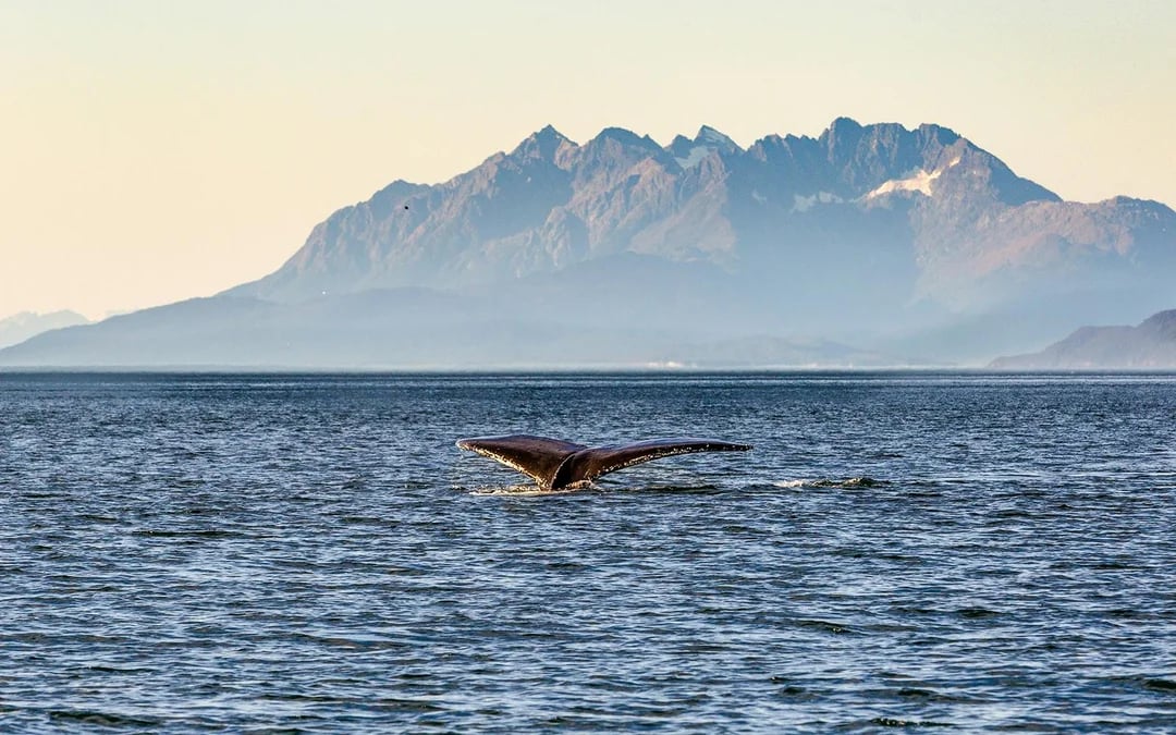 Juneau Jet Boat Whale Watching Tour Image 3