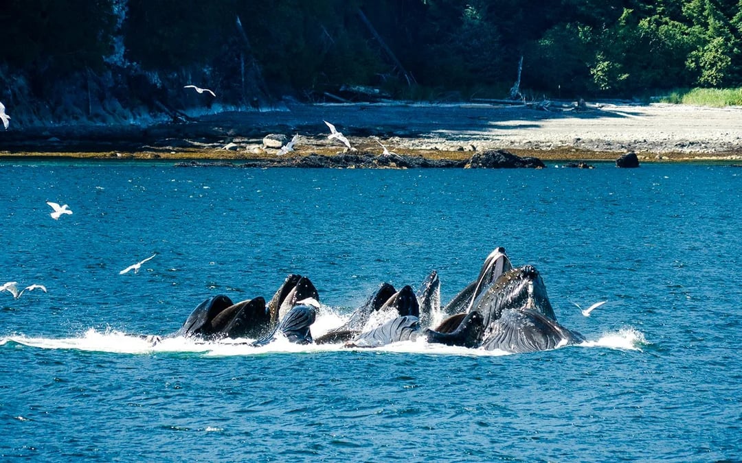 Juneau Jet Boat Whale Watching Tour Image 4