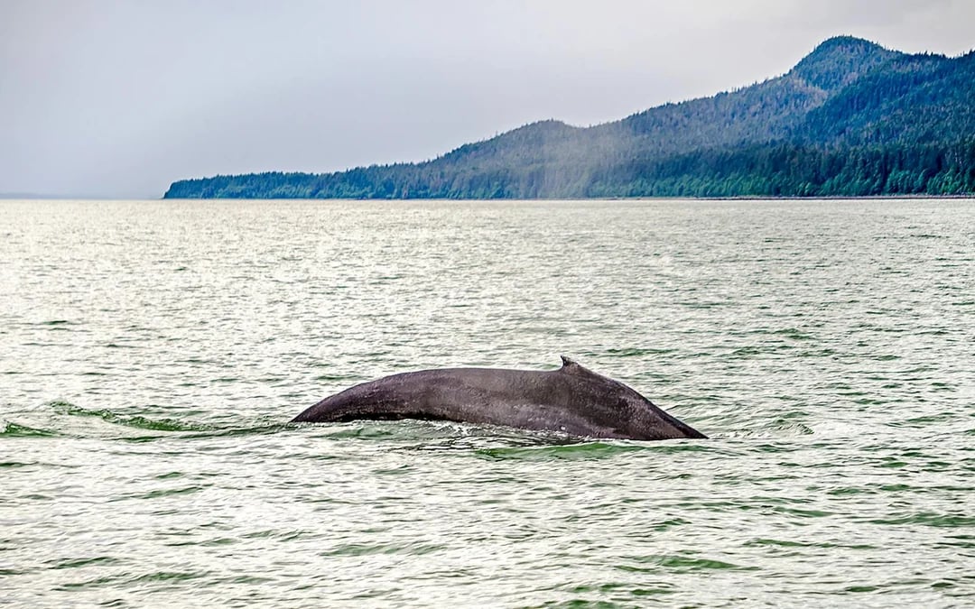 Juneau Jet Boat Whale Watching Tour Image 6