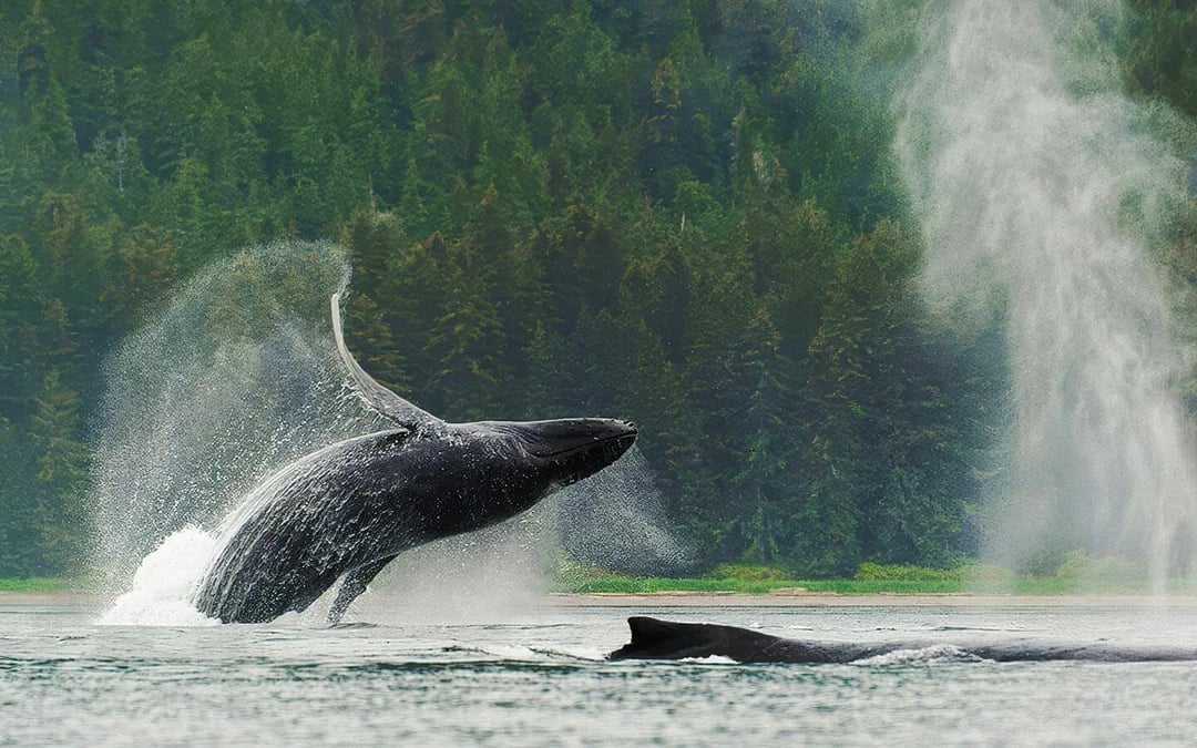 Juneau Kayak Whale Watching at Channel Islands State Marine Park Image 3