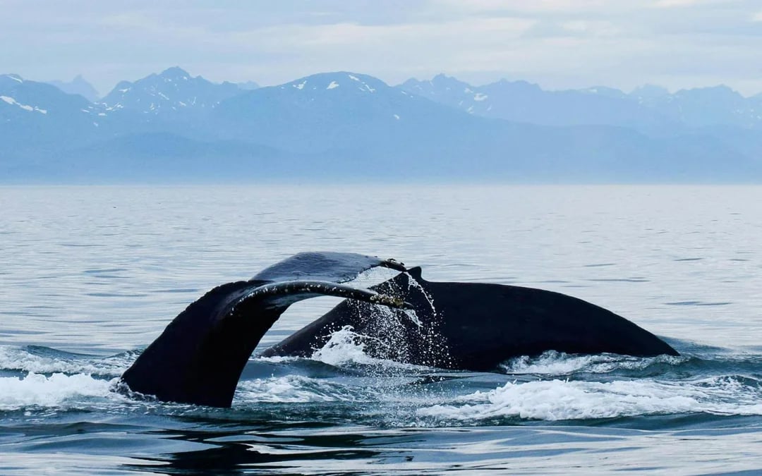Juneau Small-Group Catamaran Whale Watching Tour Image 3