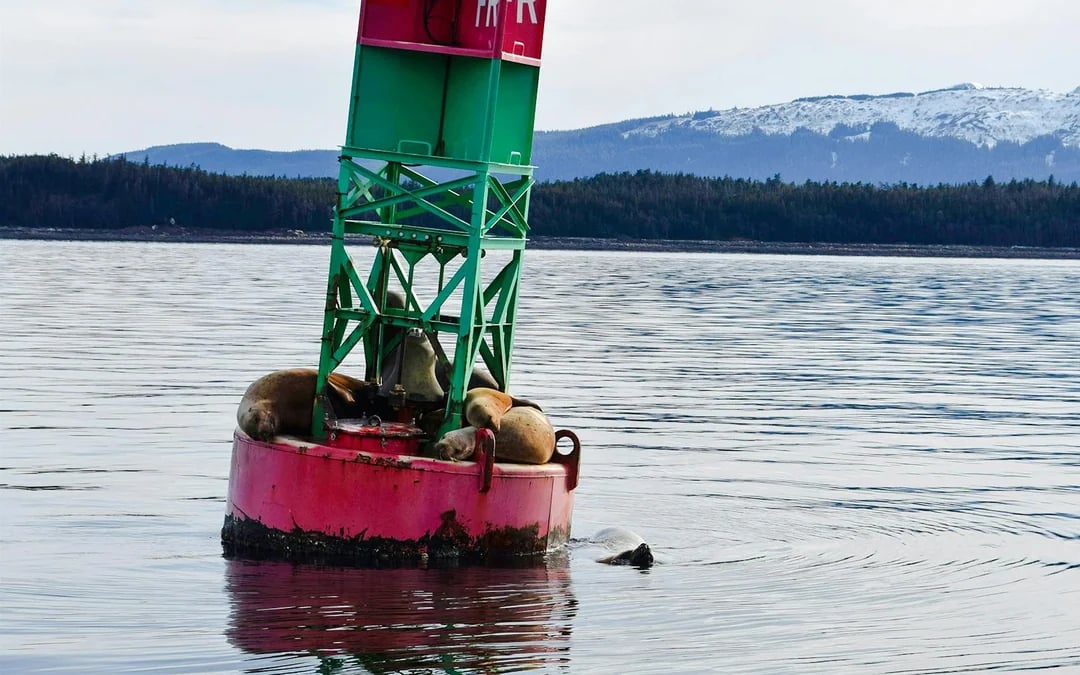 Juneau Small-Group Catamaran Whale Watching Tour Image 4