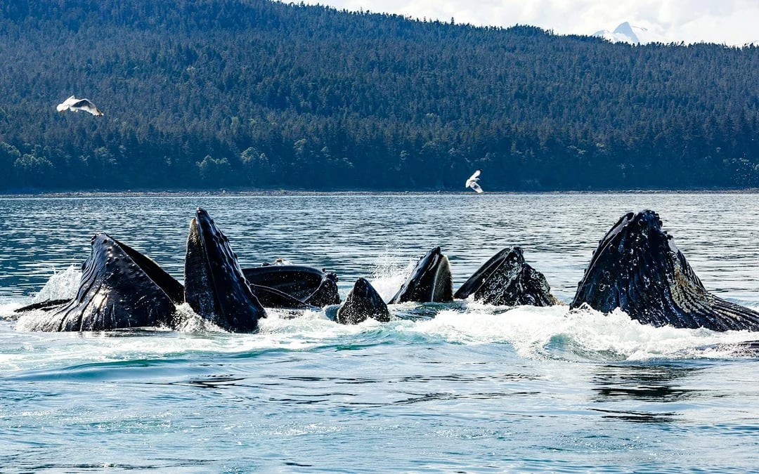 Juneau Small-Group Catamaran Whale Watching Tour Image 6