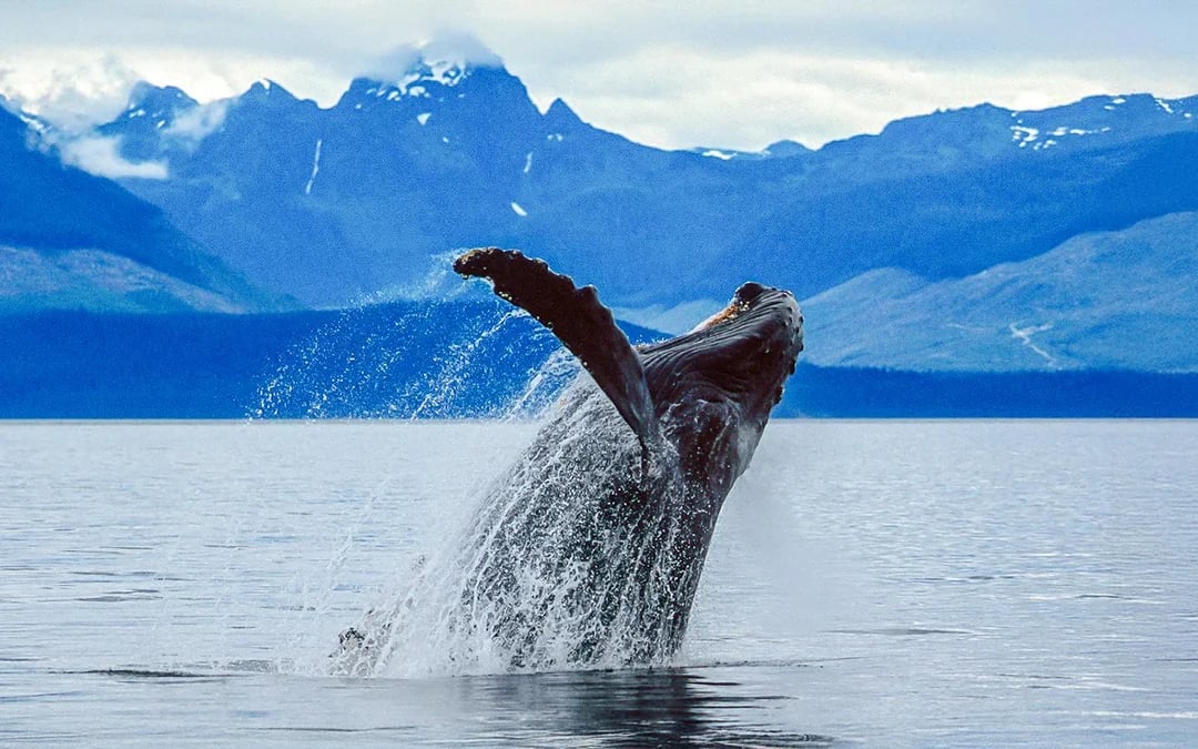 Juneau Whale Watching with Mendenhall Glacier Visitor Center and Nugget Falls Hike Image 2