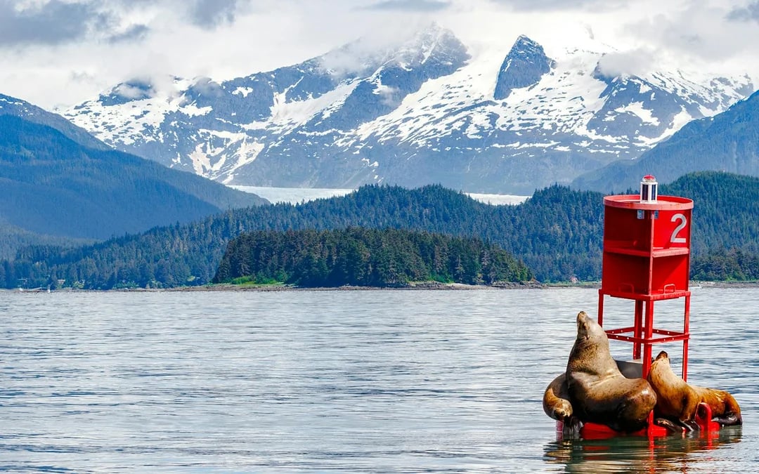 Juneau Whale Watching with Mendenhall Glacier Visitor Center and Nugget Falls Hike Image 6