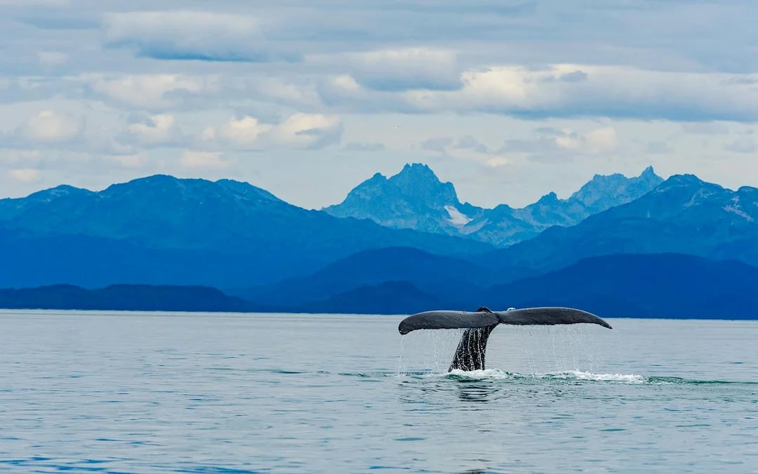 Juneau Whale Watching with Mendenhall Glacier Visitor Center and Nugget Falls Hike Image 8