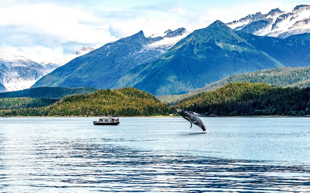 Juneau Whale Watching with Mendenhall Glacier Walking Tour Image 2