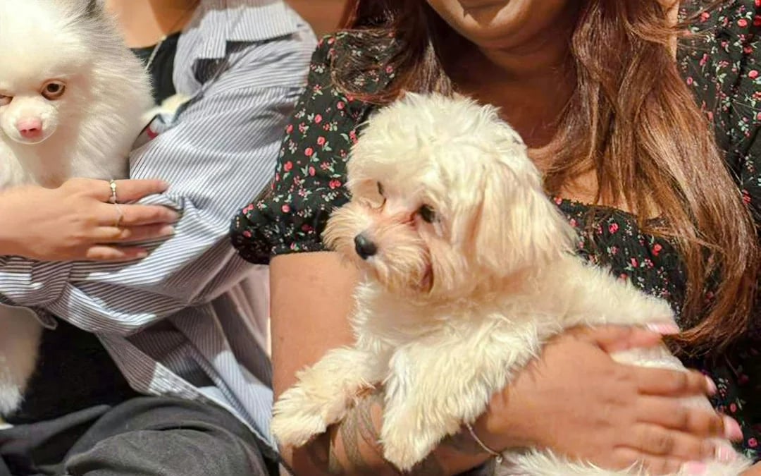Just Dogs at Just Pets Megastore Tickets Image 5