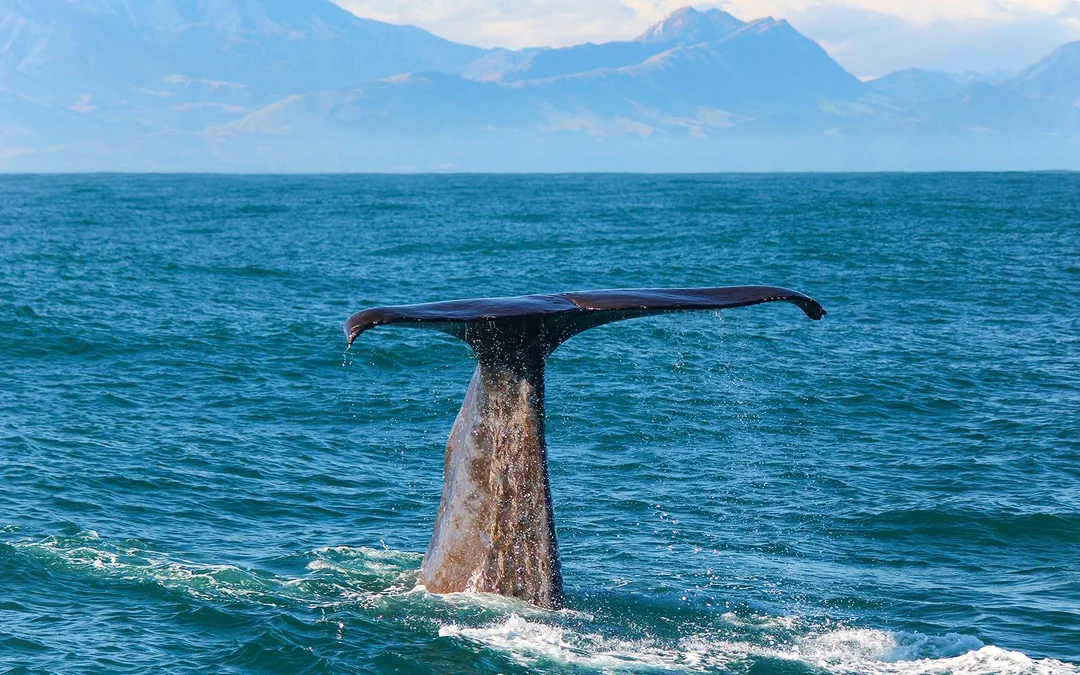 Kaikoura Whale Watching Cruise Image 2