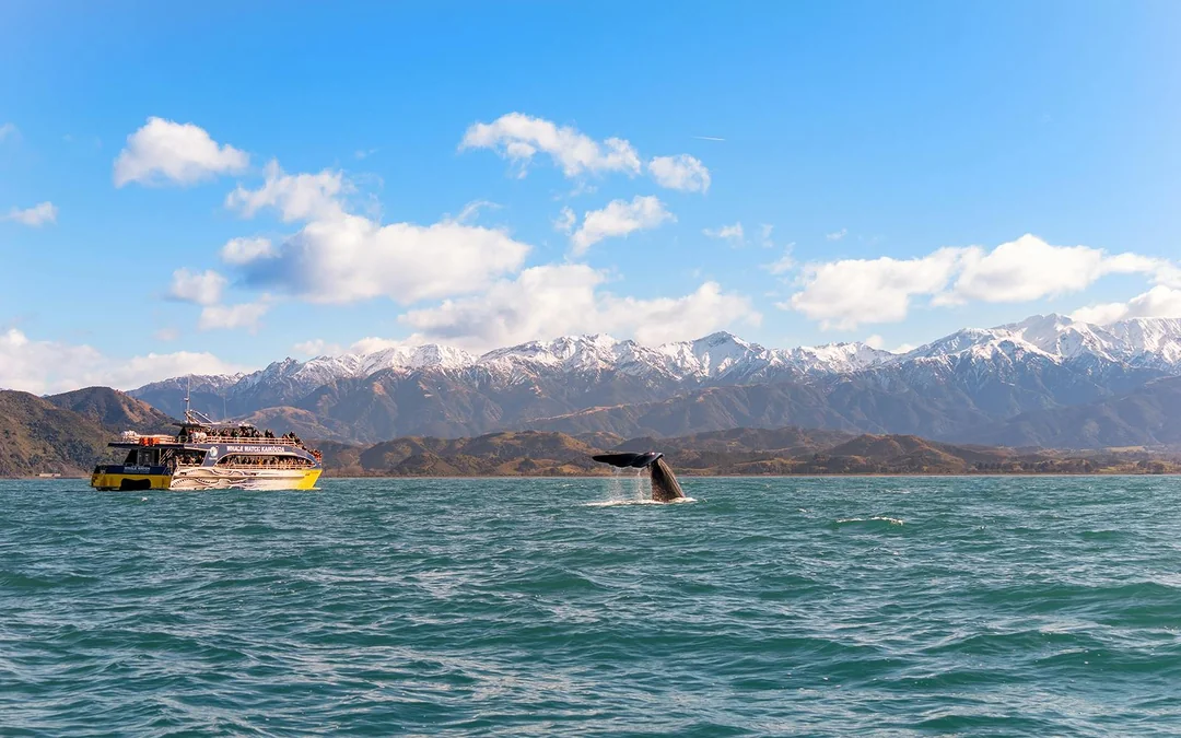 Kaikoura Whale Watching Cruise Image 5