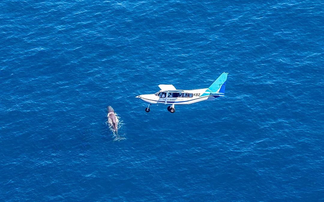 Kaikoura Whale-Watching Flight Experience Image 1