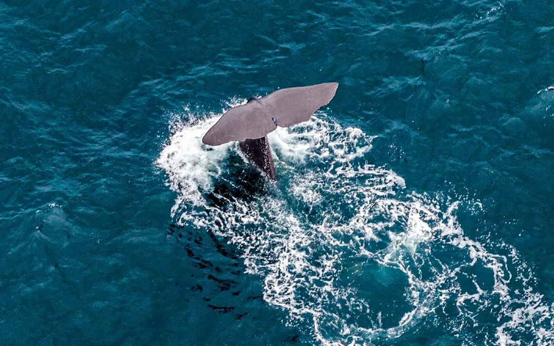 Kaikoura Whale-Watching Flight Experience Image 3