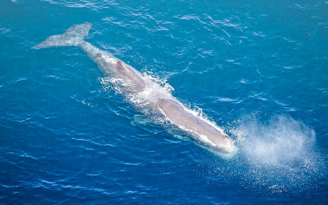 Kaikoura Whale-Watching Flight Experience Image 5