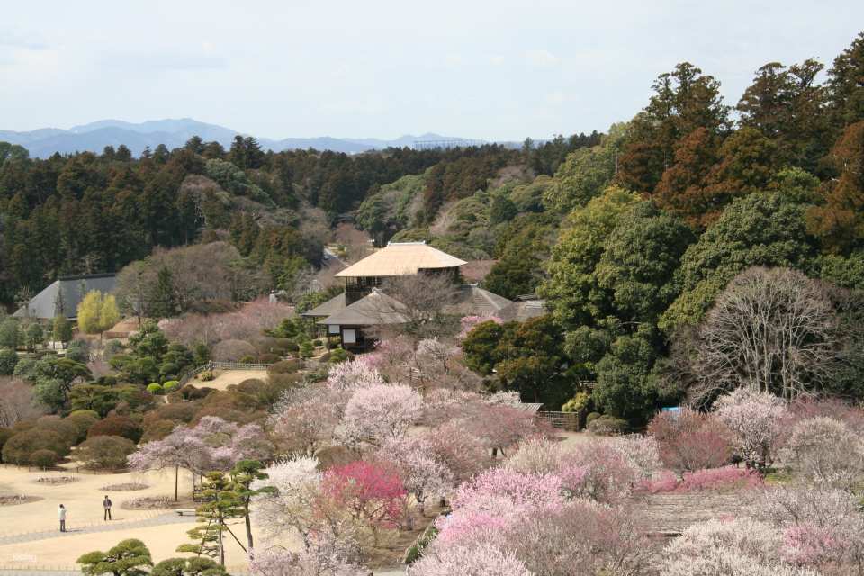 Kairakuen Main Garden admission ticket (Mito City, Ibaraki Prefecture)