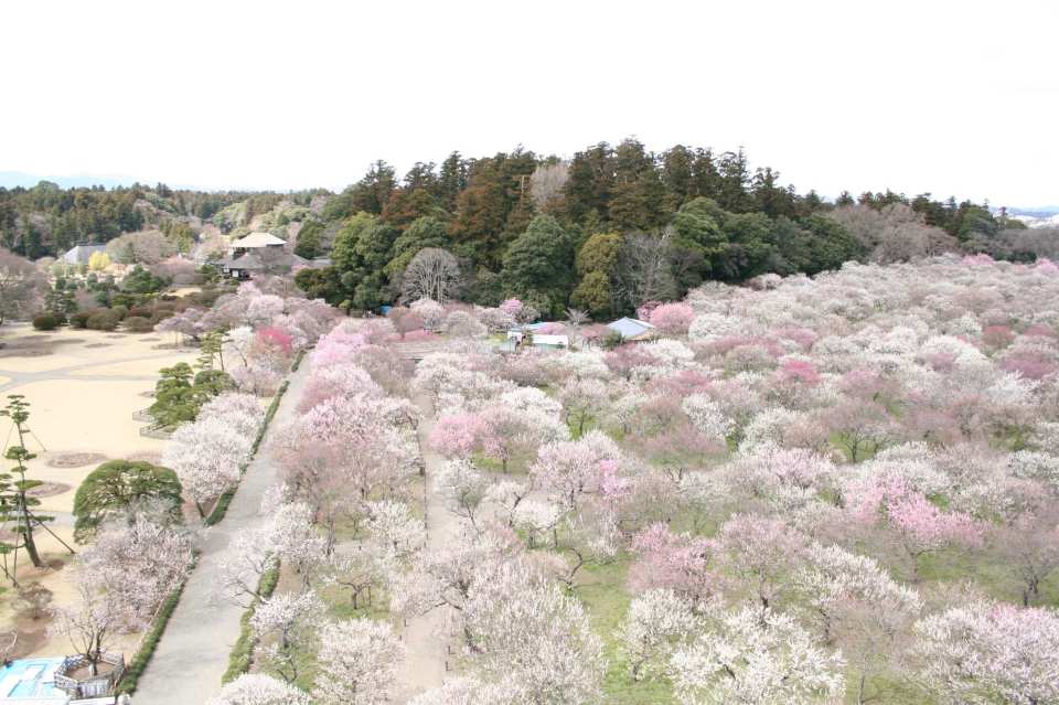 Kairakuen Main Garden admission ticket (Mito City, Ibaraki Prefecture)