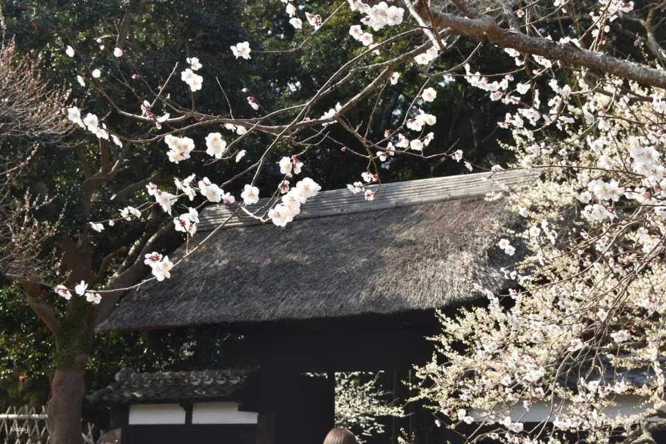 Kairakuen Main Garden admission ticket (Mito City, Ibaraki Prefecture)