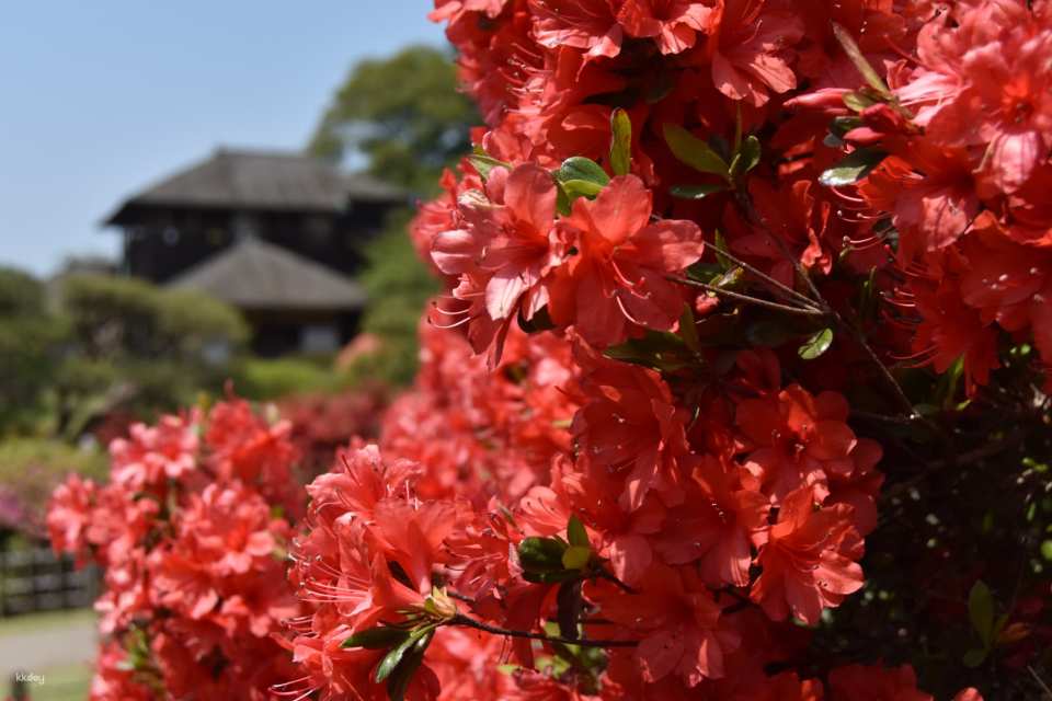 Kairakuen Main Garden admission ticket (Mito City, Ibaraki Prefecture)