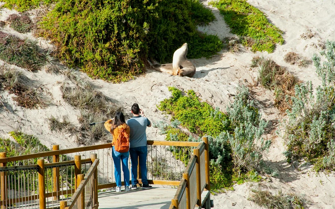Kangaroo Island Guided Tour with Return Ferry, Lunch & Adelaide Transfers Image 4