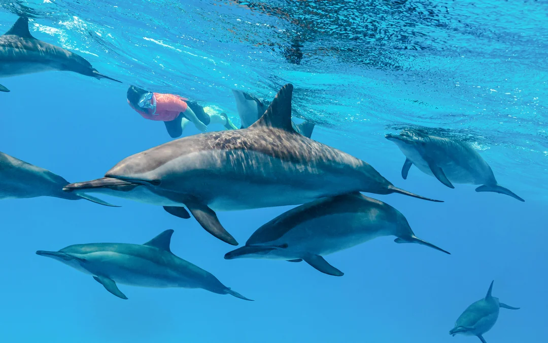 Kangaroo Island: Swim with Dolphins & Seals Snorkel Boat Tour Image 1