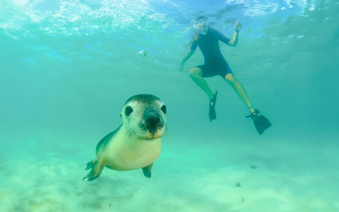 Kangaroo Island: Swim with Dolphins & Seals Snorkel Boat Tour Image 2