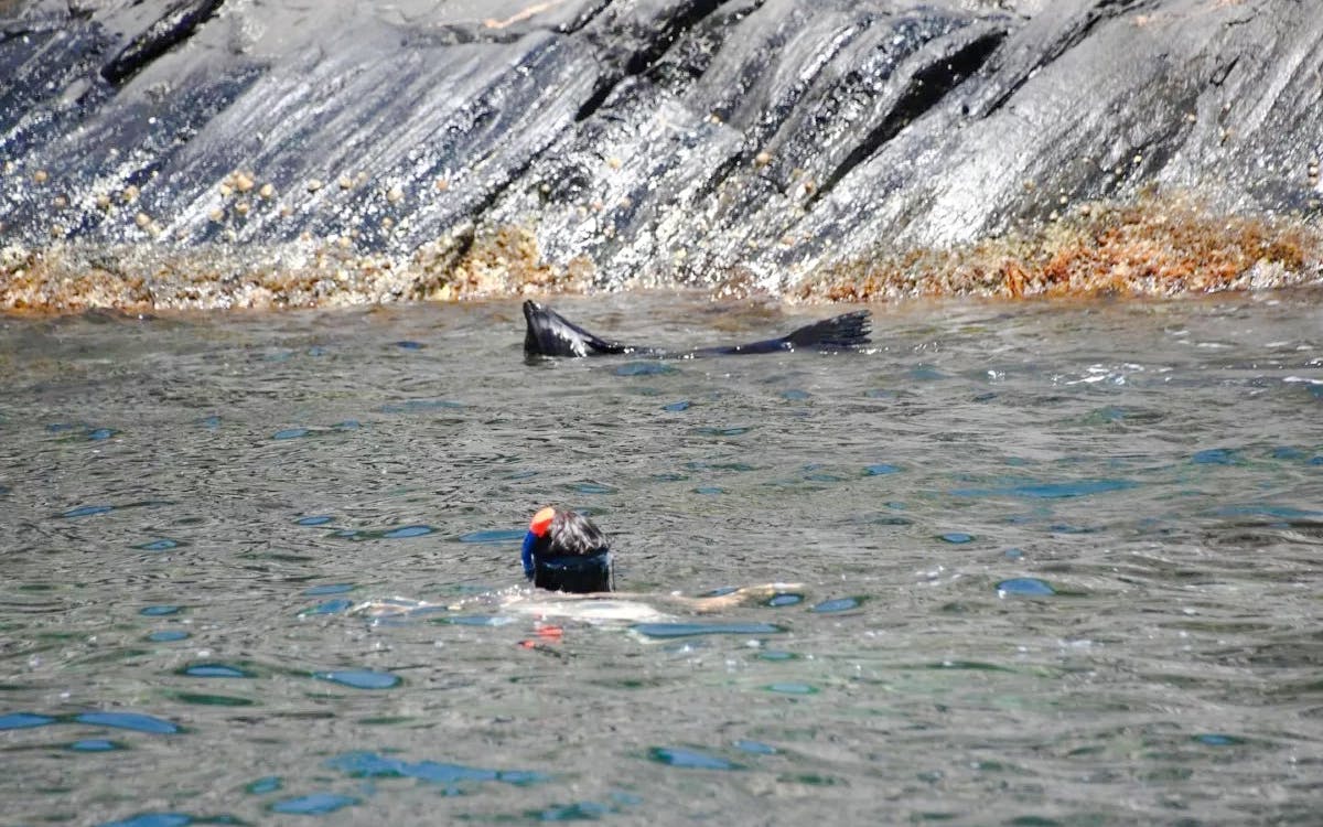 Kangaroo Island: Swim with Dolphins & Seals Snorkel Boat Tour Image 3