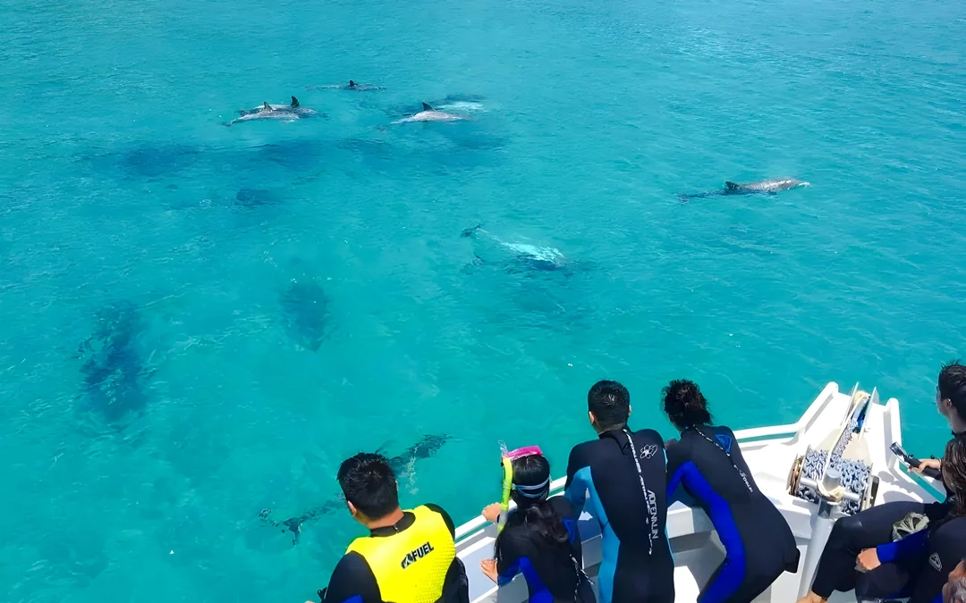 Kangaroo Island: Swim with Dolphins & Seals Snorkel Boat Tour Image 4