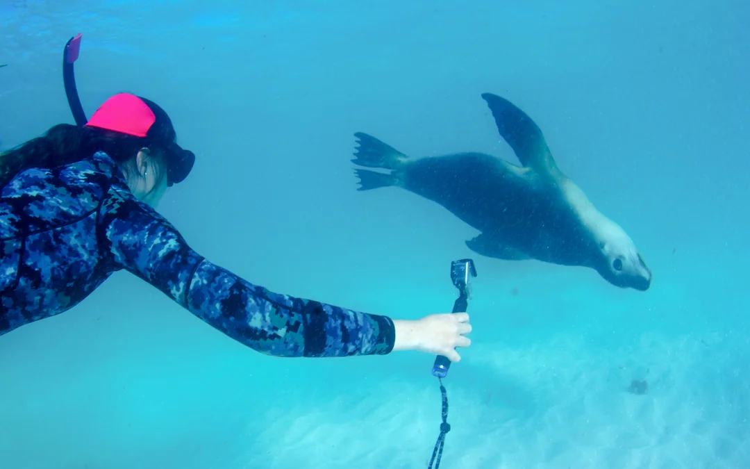 Kangaroo Island: Swim with Dolphins & Seals Snorkel Boat Tour Image 5