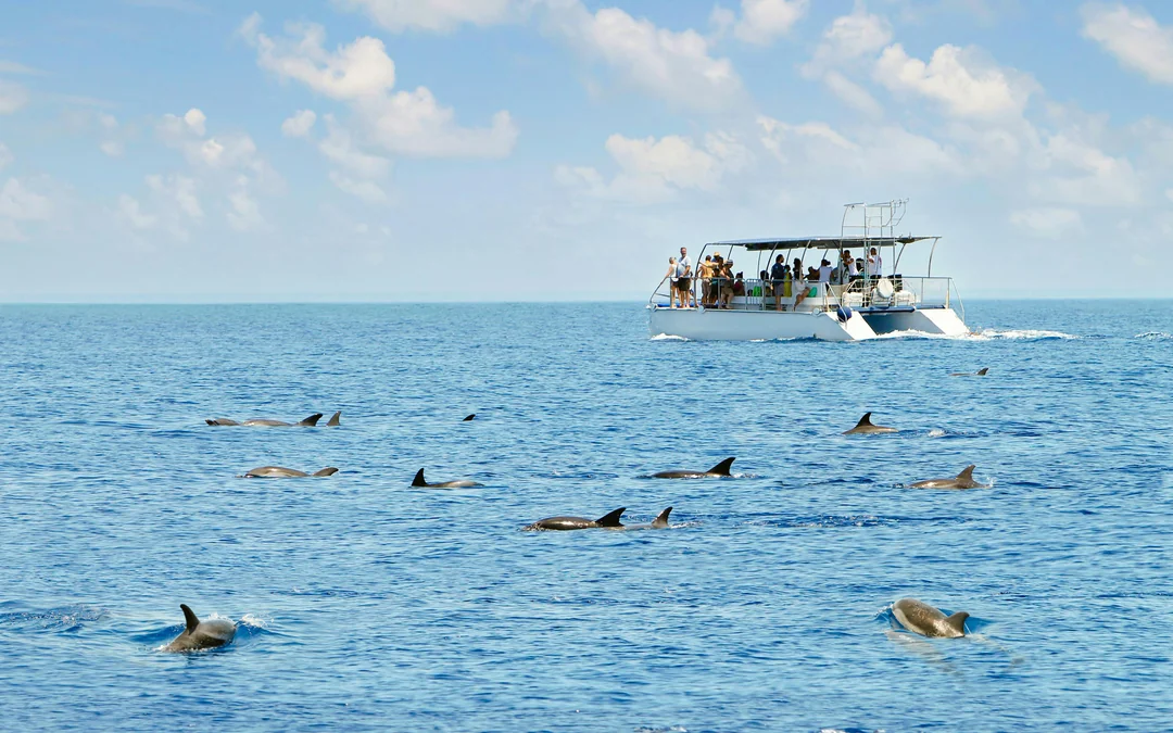 Kangaroo Island Wildlife Spotting Coastal Boat Tour Image 1