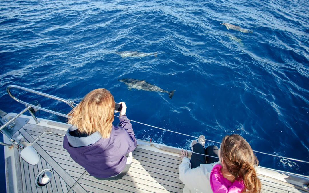 Kangaroo Island Wildlife Spotting Coastal Boat Tour Image 2