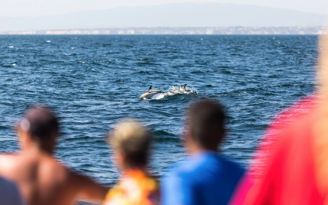 Kangaroo Island Wildlife Spotting Coastal Boat Tour Image 3