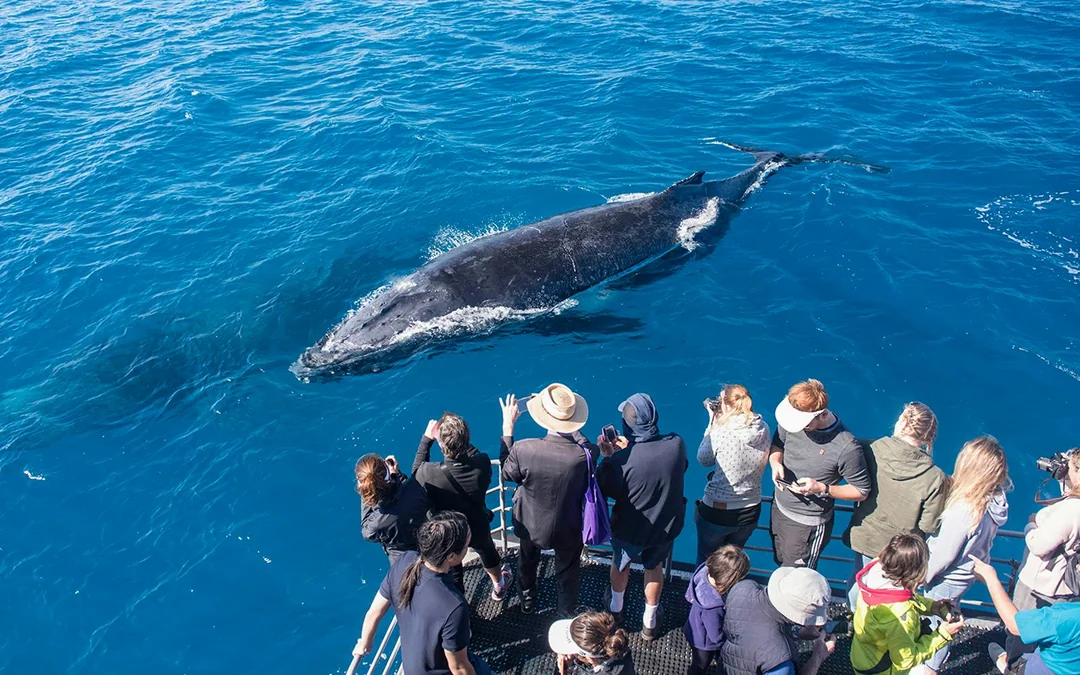 Kangaroo Island Wildlife Spotting Coastal Boat Tour Image 4