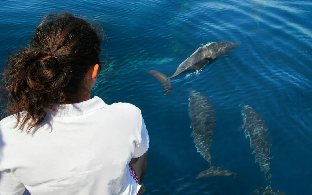 Kangaroo Island Wildlife Spotting Coastal Boat Tour Image 5