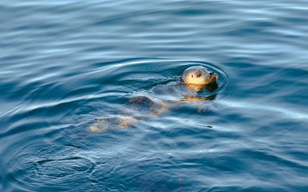 Kangaroo Island Wildlife Spotting Coastal Boat Tour Image 6