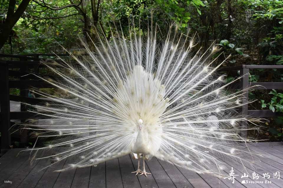 Kaohsiung Shoushan Zoo Tickets
