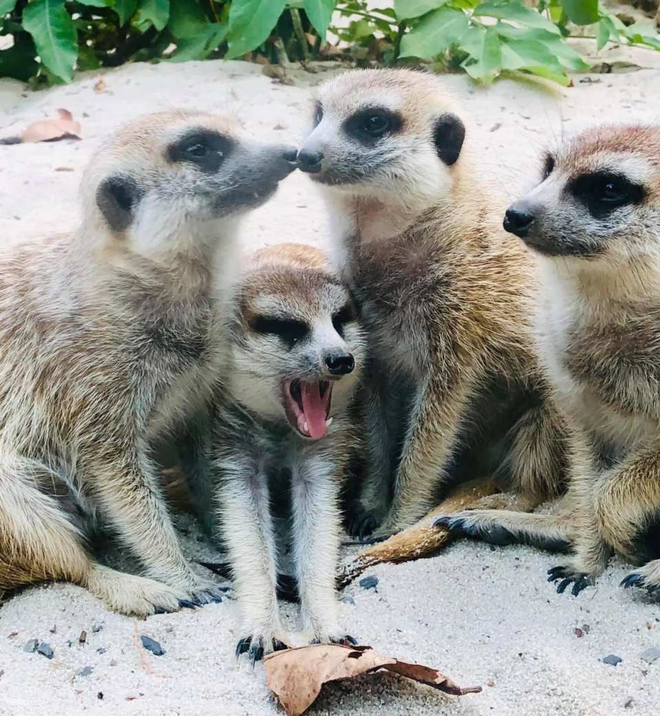 Kaohsiung Shoushan Zoo Tickets