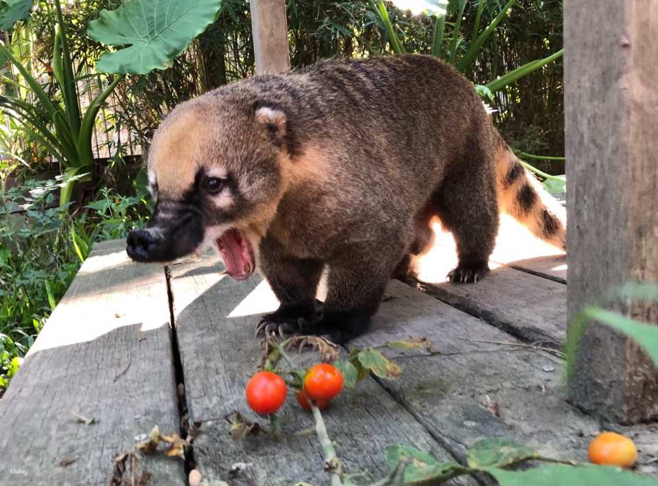 Kaohsiung Shoushan Zoo Tickets