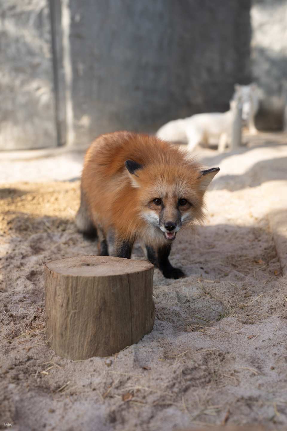 Kaohsiung Wild Forest Animal School Tickets